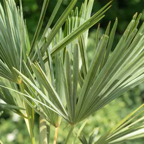 Trachycarpus fortunei Busch