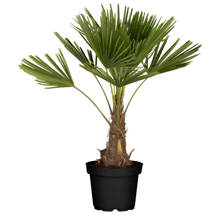 Hanfpalme