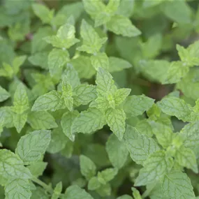 Mentha piperita