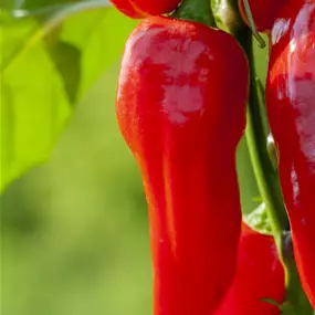 Capsicum annuum 'Snack Pepper'