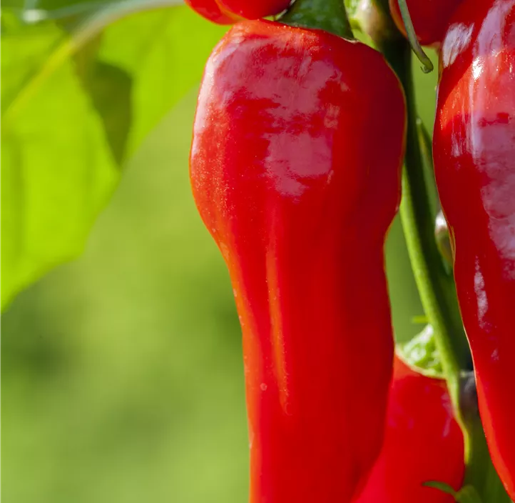 Spitzpaprika 