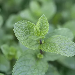 Mentha spicata