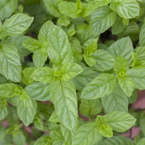 Mentha spicata Spearmint