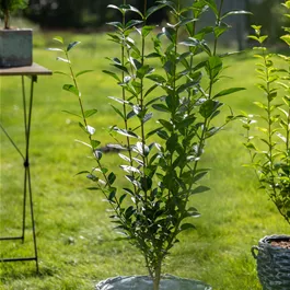 Ligustrum ovalifolium