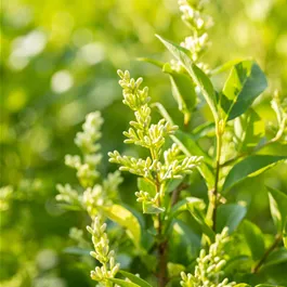 Ligustrum ovalifolium, Lieferartikel 