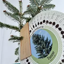 Abies alba (Keltischer Baumkreis)