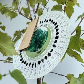 Betula pendula (Keltischer Baumkreis)