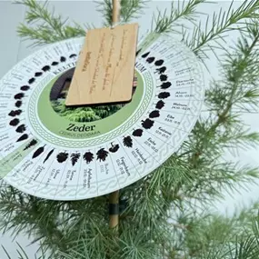 Cedrus deodara (Keltischer Baumkreis)