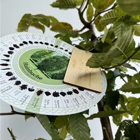 Carpinus betulus (Keltischer Baumkreis)