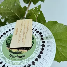 Corylus avellana (Keltischer Baumkreis)