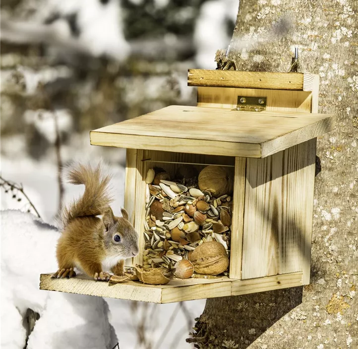 Eichhörnchen Futterstelle mit Klappboden
