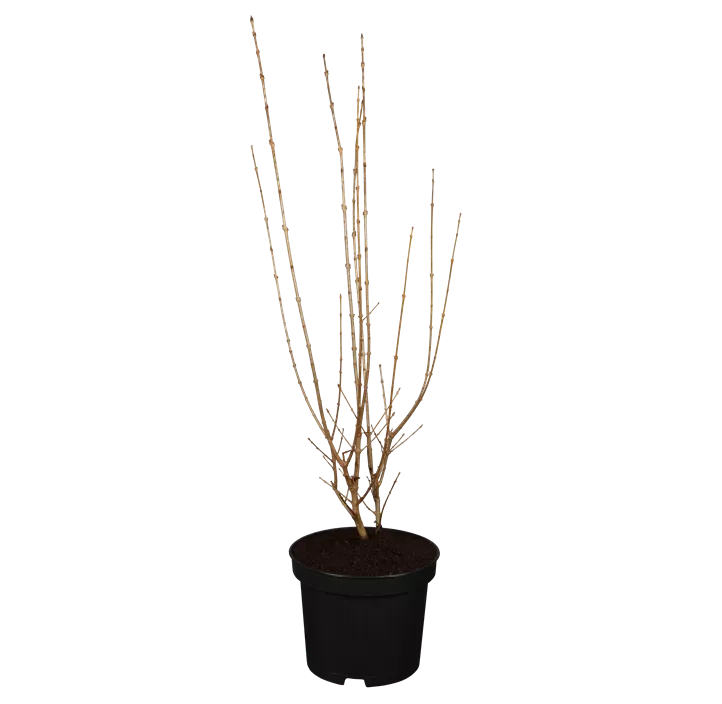 Goldliguster 'Aureum'