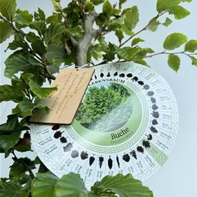 Fagus sylvatica (Keltischer Baumkreis)