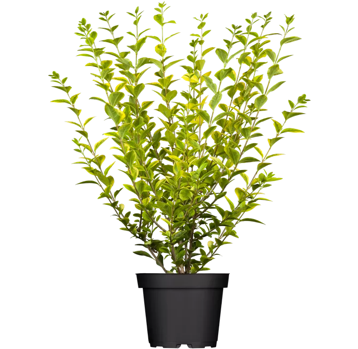 Goldliguster 'Aureum'