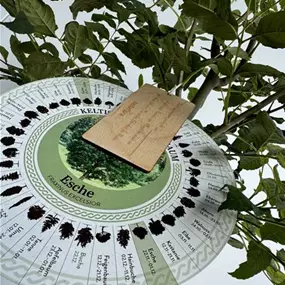 Fraxinus excelsior (Keltischer Baumkreis)