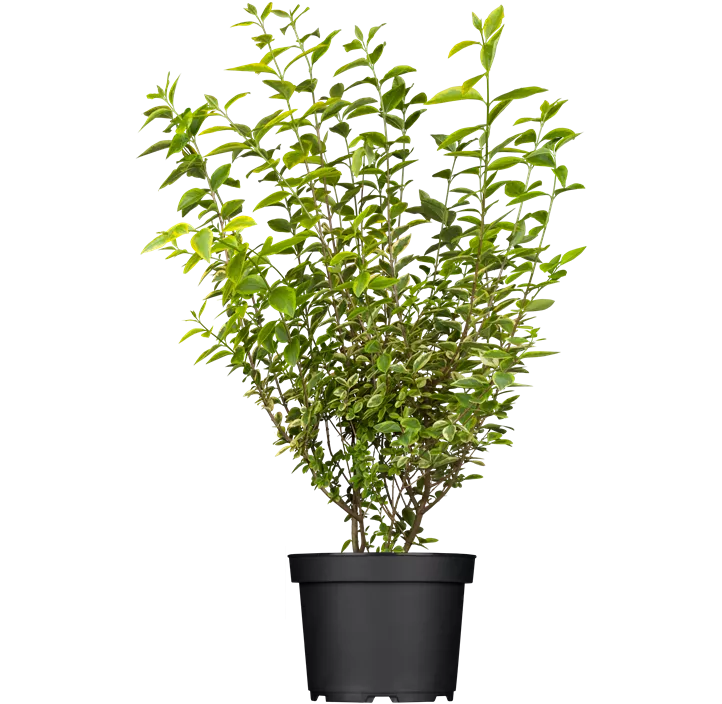 Goldliguster 'Aureum'