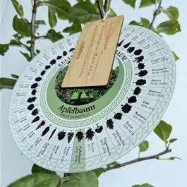 Malus domestica (Keltischer Baumkreis)