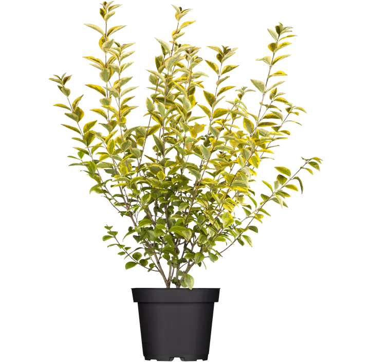 Goldliguster 'Aureum'