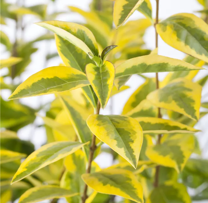 Goldliguster 'Aureum'