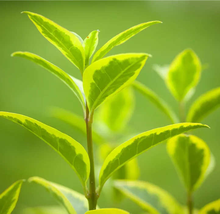 Goldliguster 'Aureum'