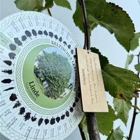 Tilia cordata (Keltischer Baumkreis)