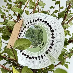 Ulmus carpinifolia (Keltischer Baumkreis)