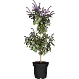 Ocimum basilicum
