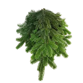 Nordmanntannen Reisig, 10kg