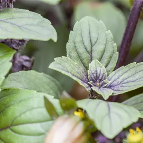 Ocimum basilicum