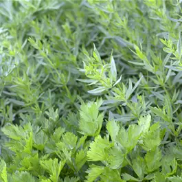 Apium graveolens Avalon