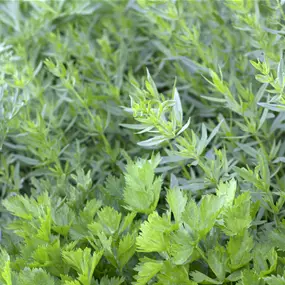 Apium graveolens Avalon