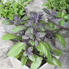 Ocimum basilicum Blue Magic