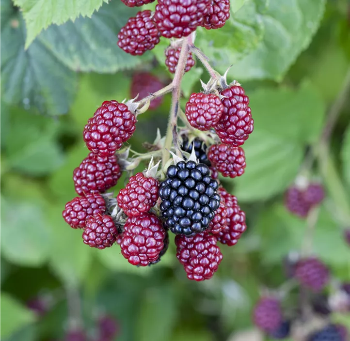 Beerenobstmix gestäbt