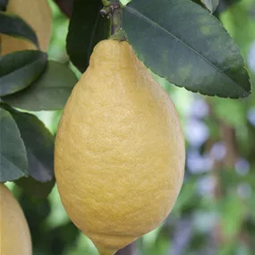 Citrus limon Stamm
