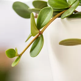 Peperomia pepperspot Ampel