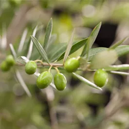 Olea europaea Stamm