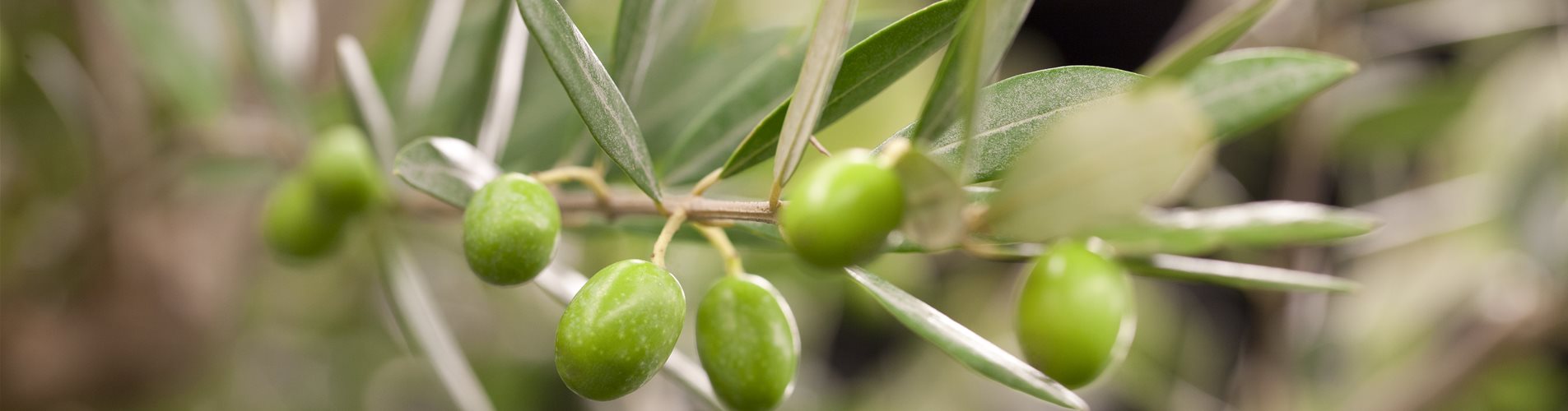 Olea europaea
