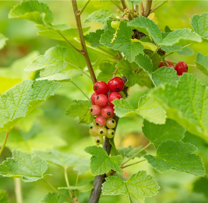 Johannisbeere 'Rovada'