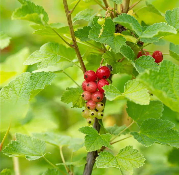 Beerenobstmix gestäbt