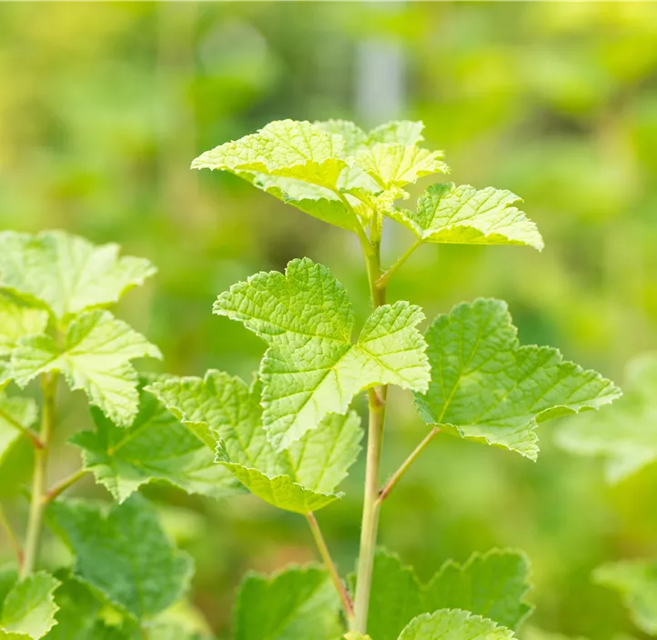 Johannisbeere 'Rovada'