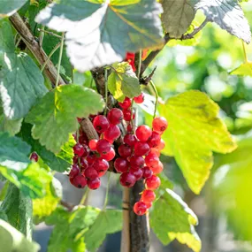 Ribes rubrum Rovada