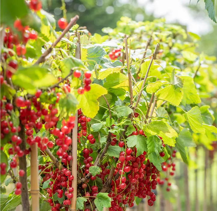 Johannisbeere 'Rovada'