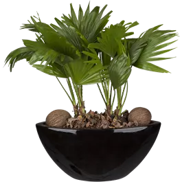 Livistonia rotundifolia