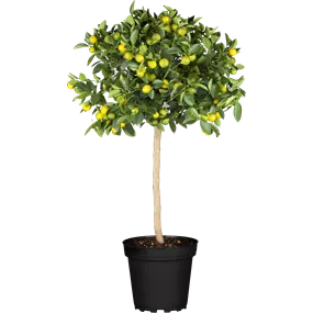 Citrus kumquat obowata Stamm