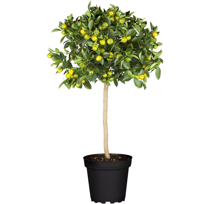 Changshou-Kumquat 'Obovata'