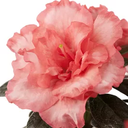 Azalee simsii, lachs