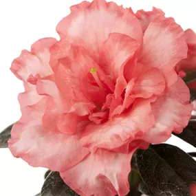 Azalee simsii, lachs