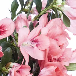 Azalee simsii Multicolor