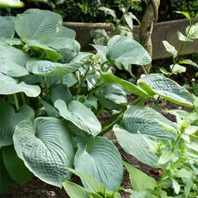 Hosta sieboldiana Big Daddy