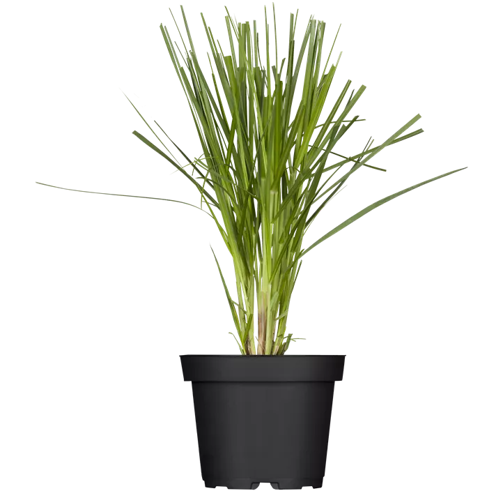 Garten-Pampasgras 'Pink'